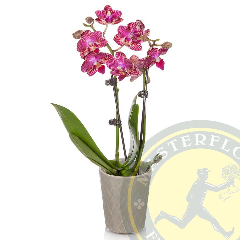 Elegante Pensiero (Orchidea rosa in vaso)