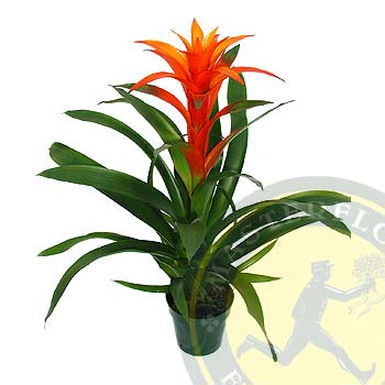 Guzmania