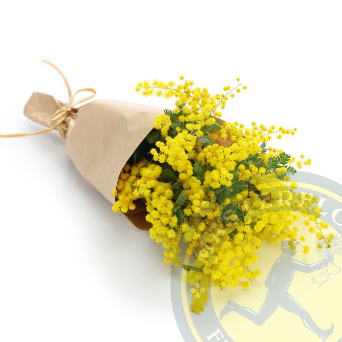 mazzo di mimose