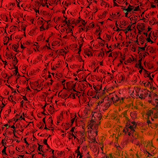 Mille rose rosse