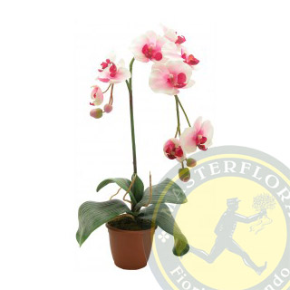 Phalaenopsis rosa o fucsia