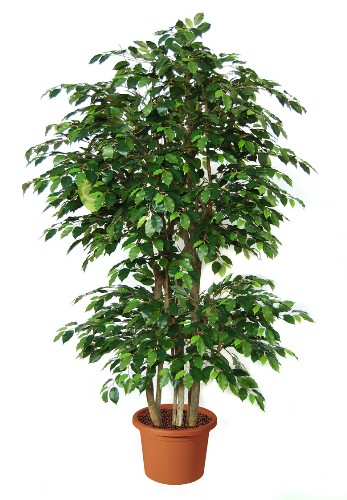 Pianta di Ficus