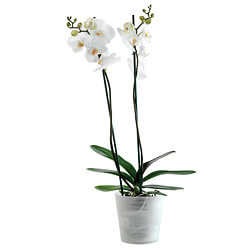 Pianta di Orchidea Bianca