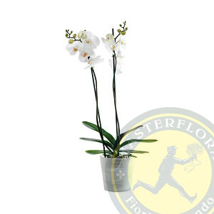 Pianta di orchidea  - Phalaenopsis bianco